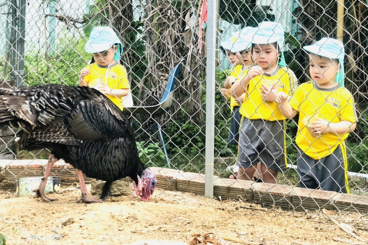 Một ngày dành cho bé trải nghiệm nông trại Baby