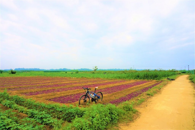 Tour đạp xe giữa hai nhánh sông Thu trải nghiệm cù lao Gò Nổi