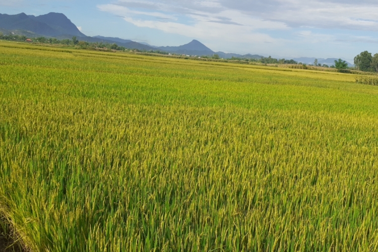 Gạo Gò Nổi - Hạt gạo làng ta