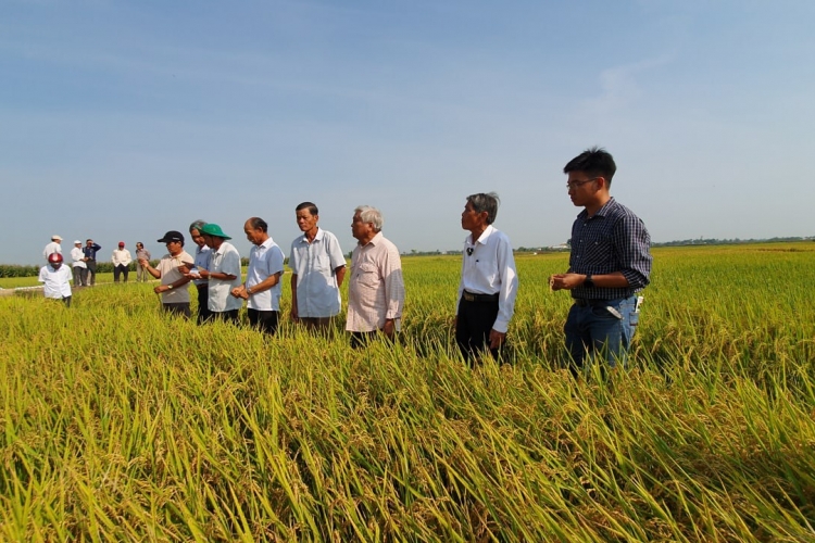 Gạo Gò Nổi - Hạt gạo làng ta