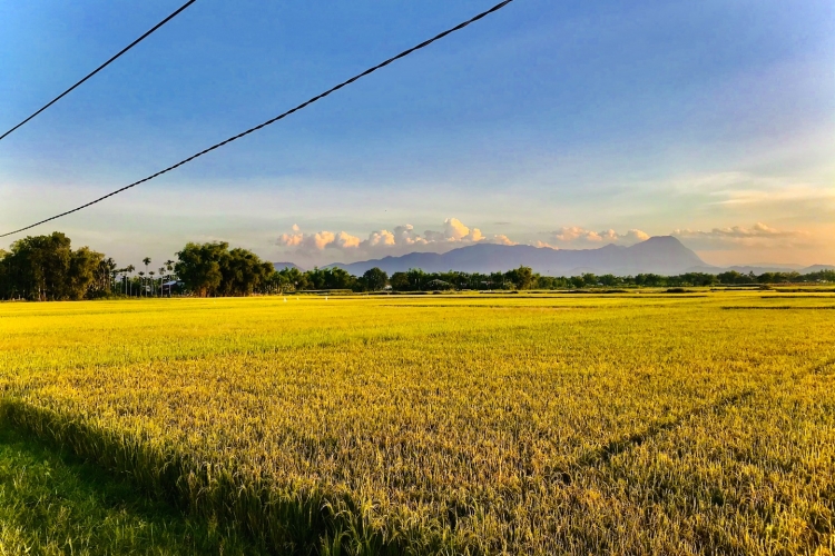 Gạo Gò Nổi - Hạt gạo làng ta