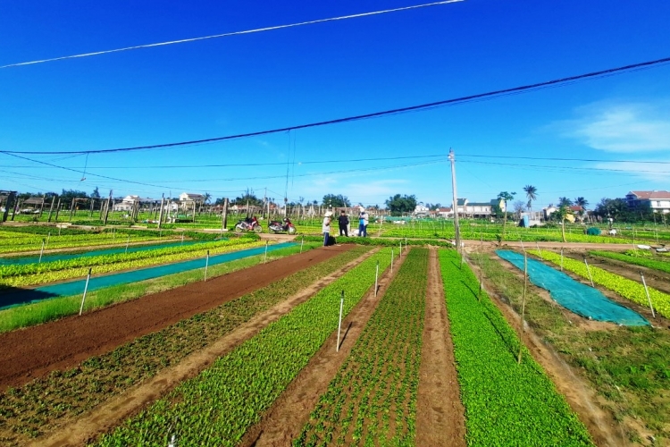 TOUR 1 NGÀY LÀNG RAU TRÀ QUẾ – LÀNG GỐM THANH HÀ